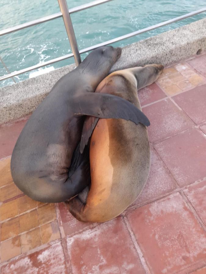 El Paraiso Puerto Ayora  Kültér fotó