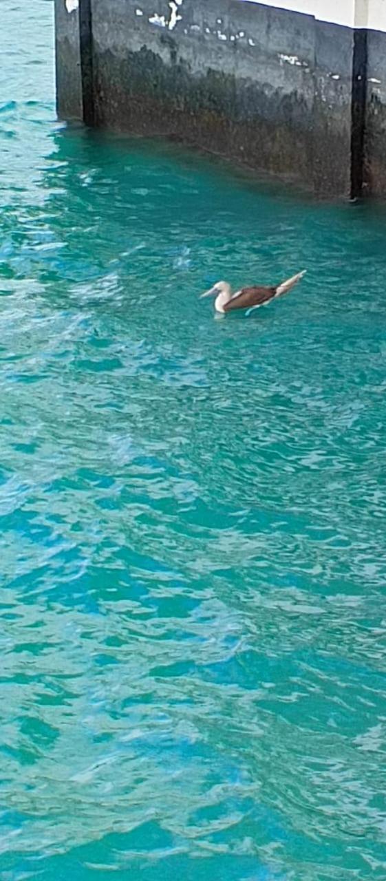 El Paraiso Puerto Ayora  Kültér fotó