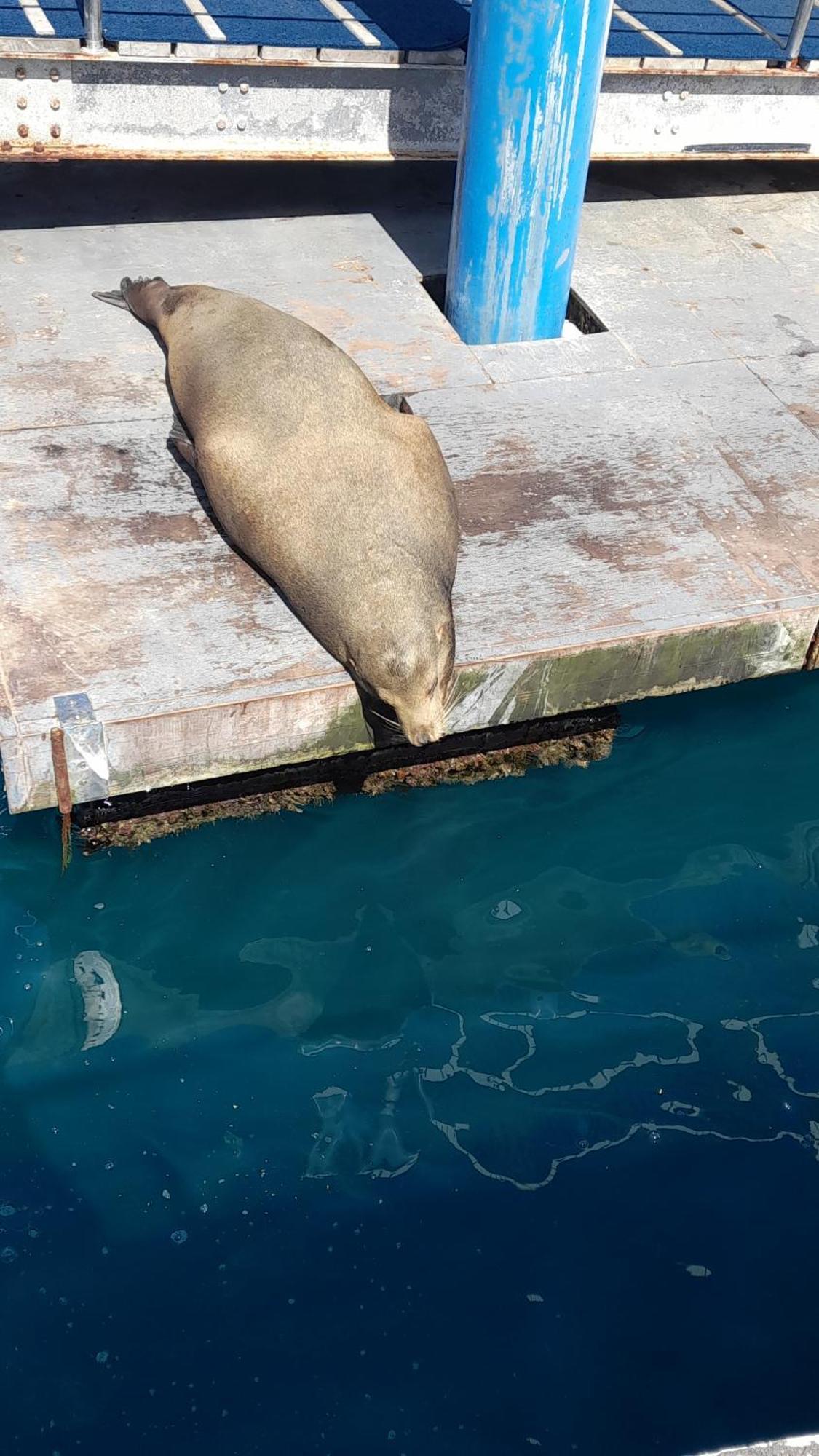 El Paraiso Puerto Ayora  Kültér fotó